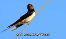 吃瓜爆料老燕子是谁,吃瓜爆料界神秘人物“老燕子”的真实身份