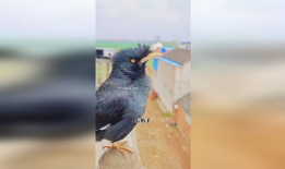 八哥说话视频,视频揭秘其妙语连珠的瞬间